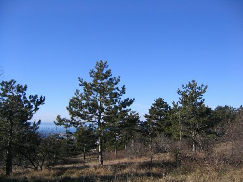 forest sky trees