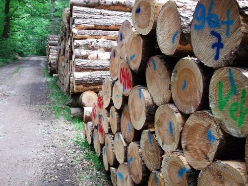 forest wood log