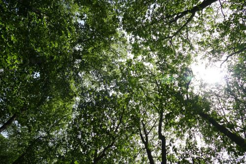 forest nature sky