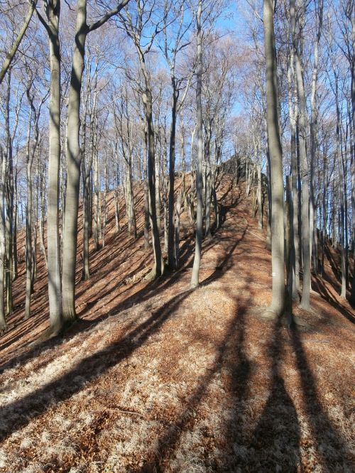 forest light nature