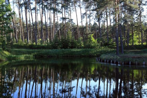 forest water reflection