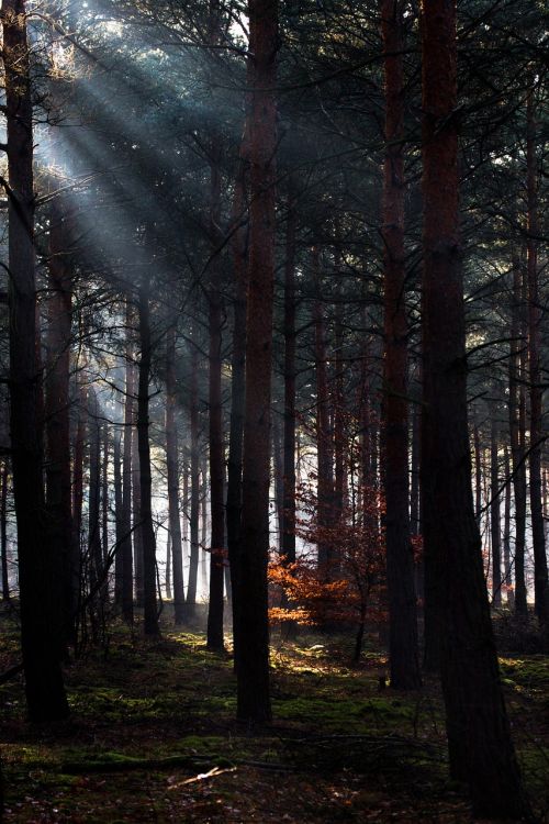 forest light light beam