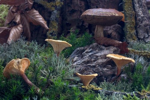 forest autumn mushrooms