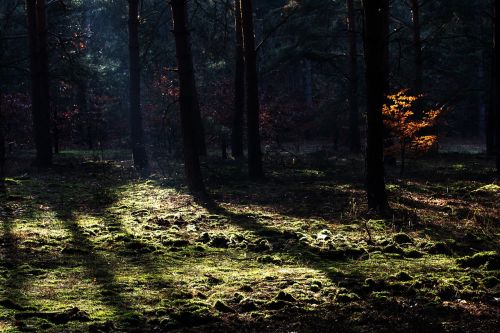 forest autumn light