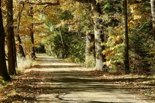 forest path trees