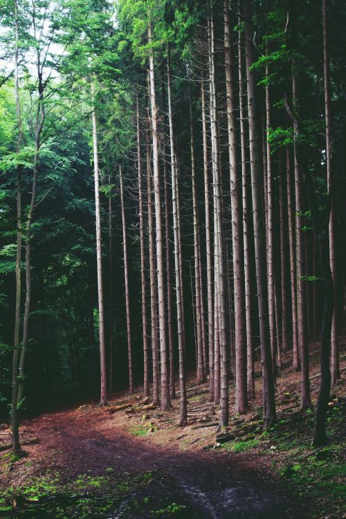 forest trees nature