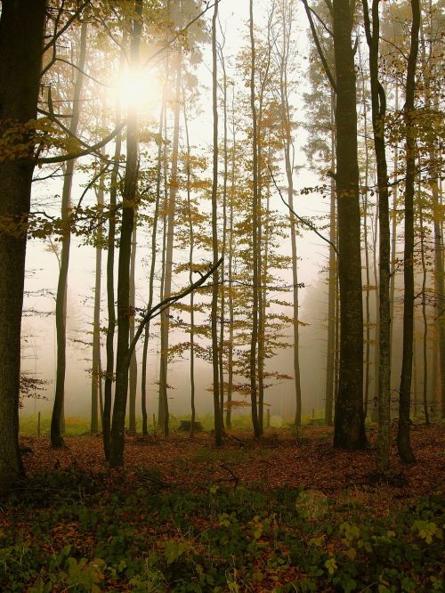 forest fog trees