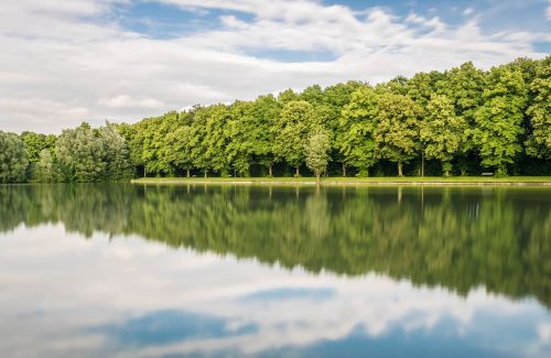 forest mirroring trees