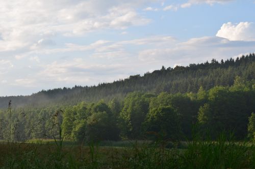 forest haze landscape