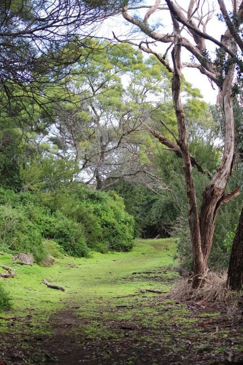 forest nature landscape