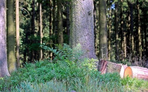 forest strains sawn logs