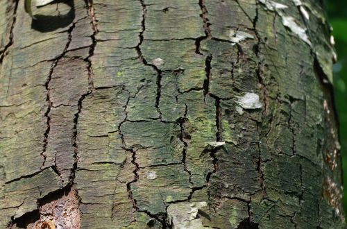 forest the bark of the tree tree trunks