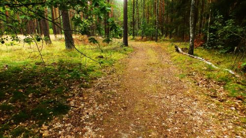 forest green nature