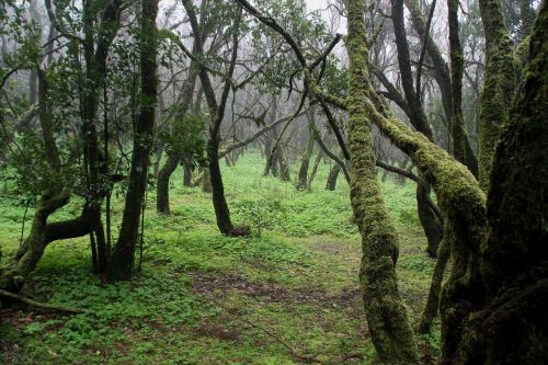 forest trees moss