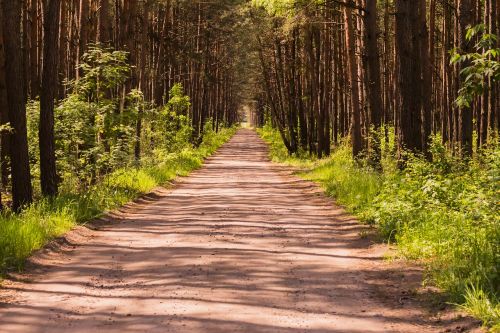 forest summer nature