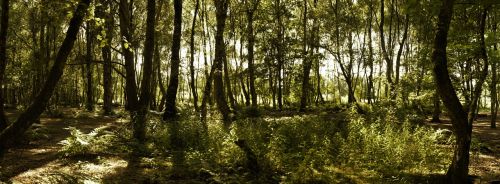 forest trees green