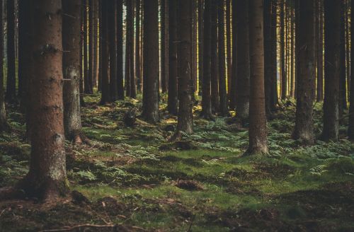 forest nature trees