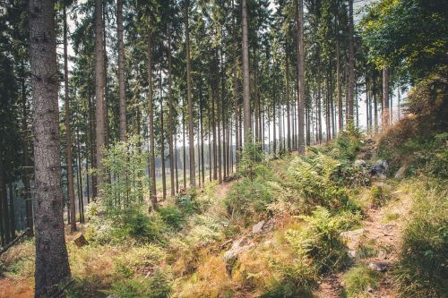 forest nature hiking