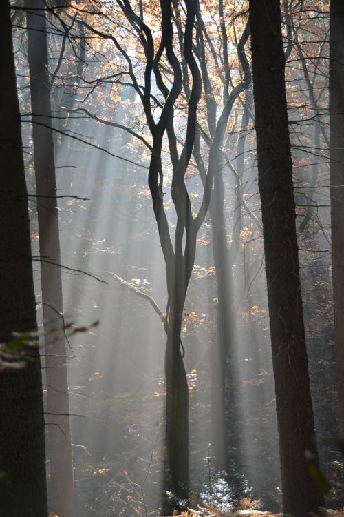 forest fog trees