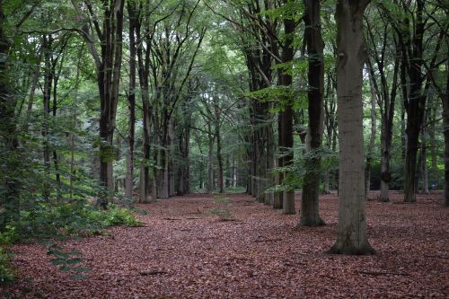 forest trees nature