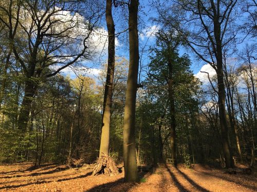 forest nature trees