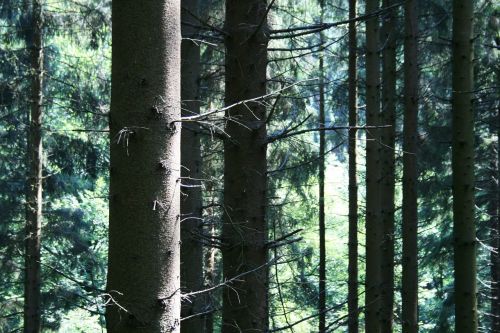 forest trees conifer