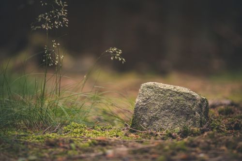 forest stone nature