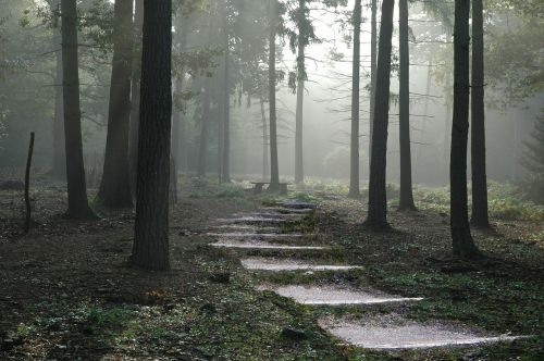 forest path nature