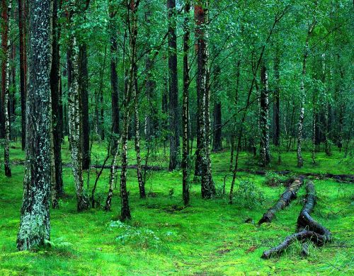 forest forests tucholski poland