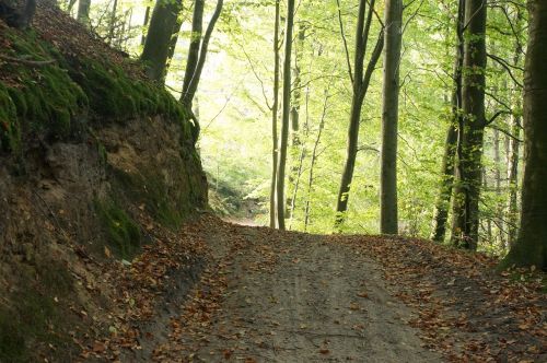 forest spring gravel road