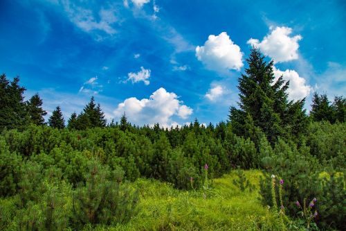 forest figure landscape