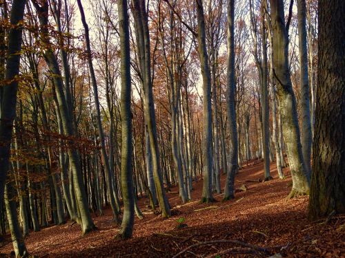 forest lecco leaves