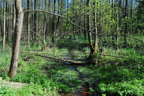 forest nature marsh