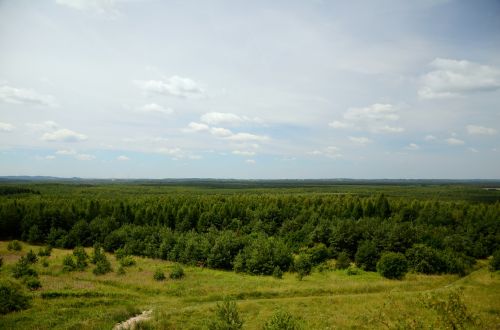 forest landscape view