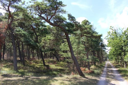 forest drought nature