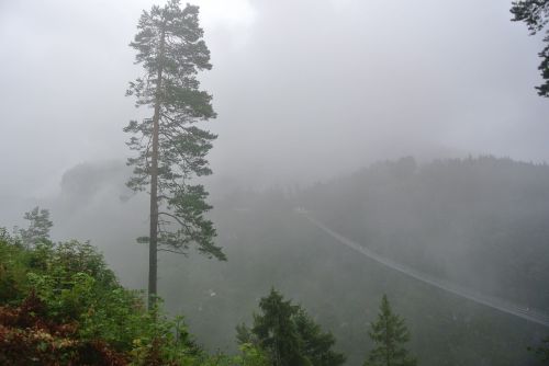 forest bridge fog