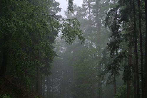 forest fog trees