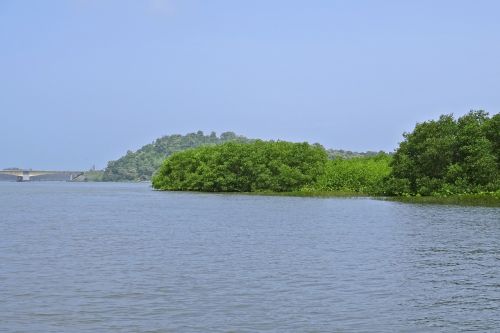forest mangroves estuary