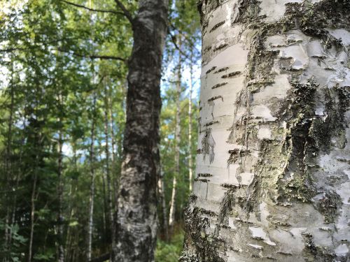 forest birch three