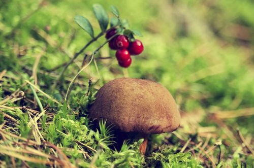 forest chestnut boletus mushroom
