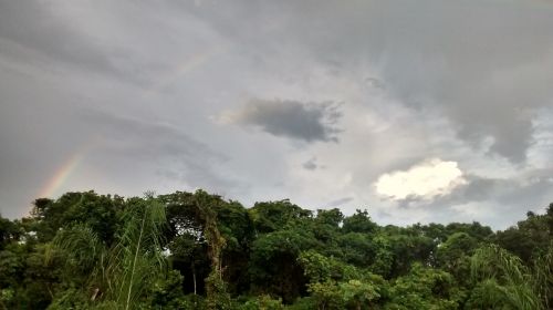 forest gray skies clouds