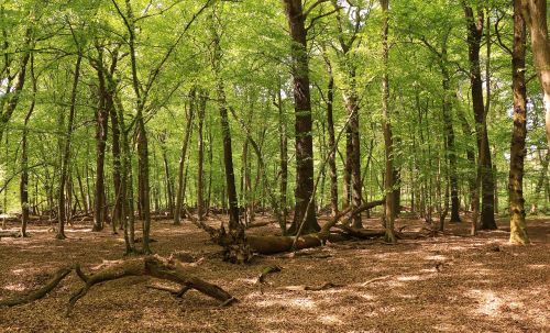 forest trees beech wood