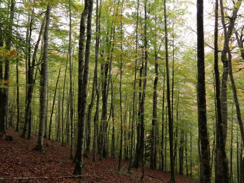 forest wood trees