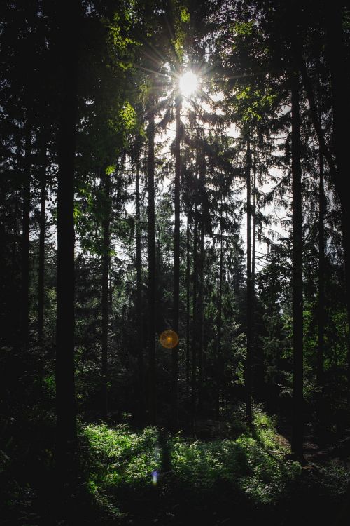 forest tree sun