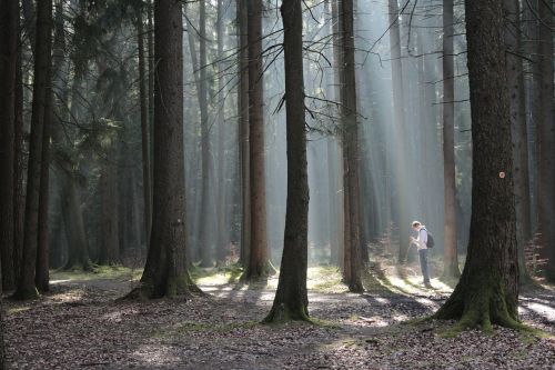 forest beds man