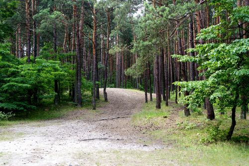 forest tree nature