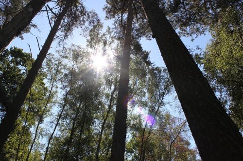 forest trees sun