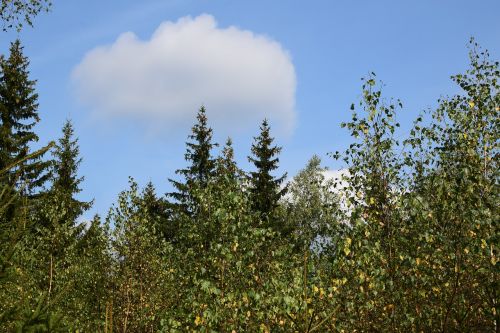 forest sky clouds