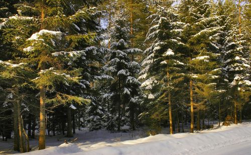 forest winter snow