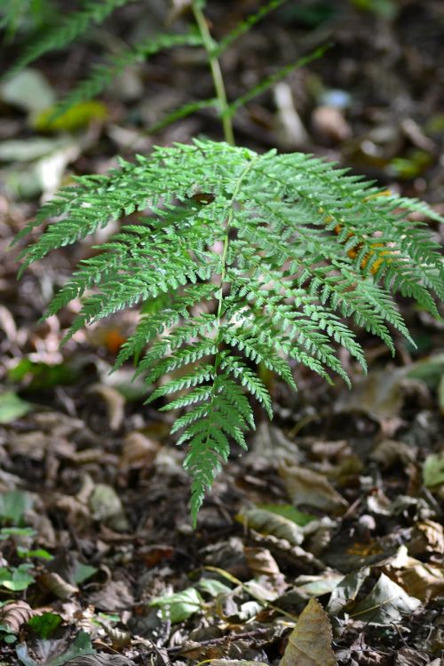 forest fern close